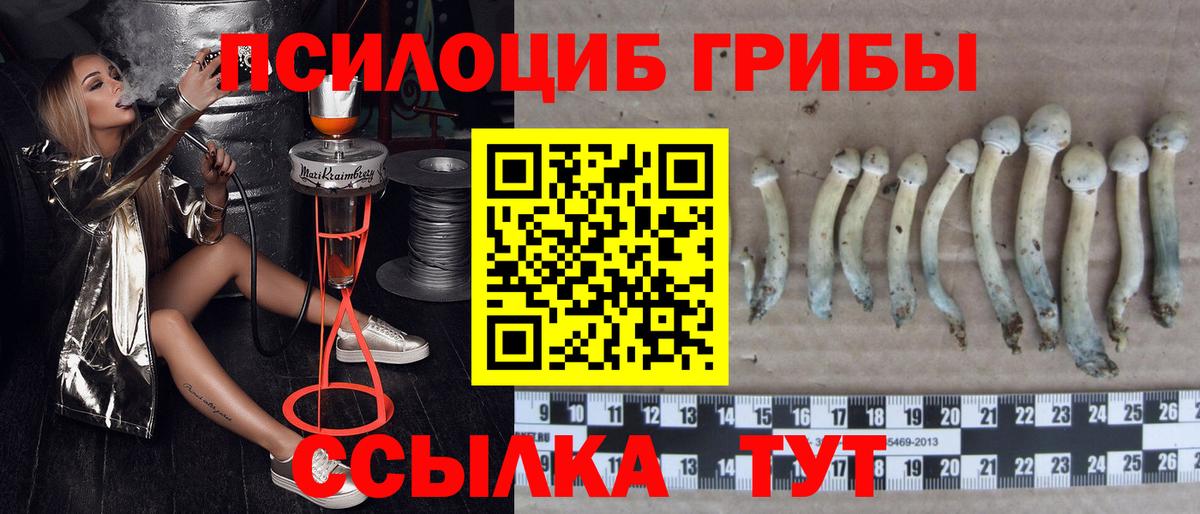 Псилоцибиновые грибы Cubensis  Псилоцибиновые грибы Psilocybine cubensis  что такое наркотик  Александров  Вход с VPN 