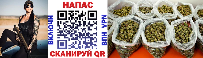 Канабис сатива  Александров 